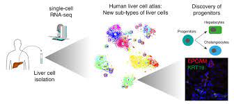 No previous treatment for liver cell damage. A Human Liver Cell Atlas Eurekalert Science News
