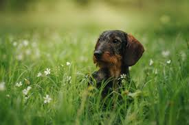 Image result for jezevčík drsnosrstý