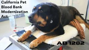 Welcome to the california hospital medical center blood drive! Assemblymember Bloom And Senator Wilk Team Up To Introduce Bill That Will Phase Out Closed Colonies For California S Commercial Animal Blood Industry Social Compassion In Legislation