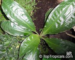 Image result for Palisota