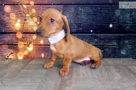 Search for rescue dogs for adoption. Dachshund Dogs For Sale St George