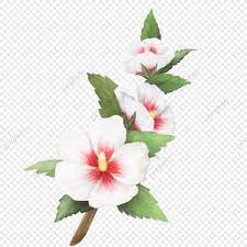 Korean Traditional Flower Hibiscus Flower Illustration Leaf Png Transparent Clipart Image And Psd File For Free Download Hibiscus Korean Traditional Clip Art
