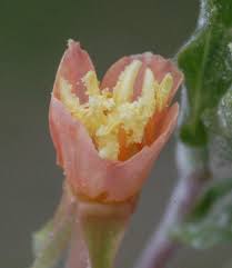 Image result for Oenothera indecora