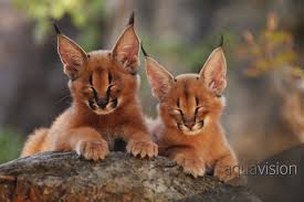 Pin On Animal Mothers And Their Babies