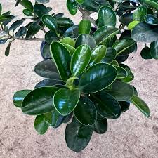 Image result for Fuirena microcarpa