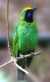 Burung Cucak Ijo Indonesia Beaux Oiseaux Oiseaux