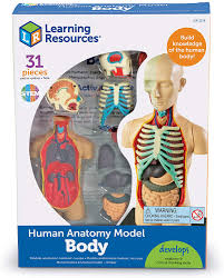 Upload, livestream, and create your own videos, all in hd. Buy Learning Resources Human Body Model Science Classroom Demonstration Tools Realistic Human Anatomy Display 31piece Grades 3 Ages 8 Online In Hungary B0012oelr6