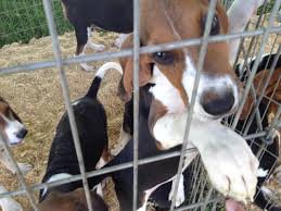 Maybe you would like to learn more about one of these? It S Getting Harder To Buy Dogs At Pet Stores Here S Why