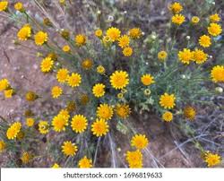 Image result for Hirpicium bechuanense
