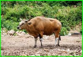 Maybe you would like to learn more about one of these? Beberapa Hewan Liar Khas Negara Kamboja Dunia Fauna Hewan Binatang Tumbuhan Gajah Asia Hewan Hewan Langka