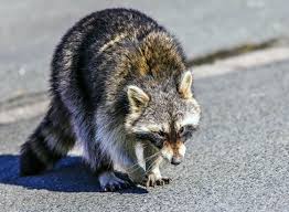 Ich sehe ihnen gerne dabei zu, wenn sie miteinander reden oder sogar spielen. Nachtaktive Tiere Fuhrung Im Britzer Garten Wildes Berlin