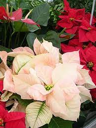 Five Things You Might Not Know About Poinsettias Poinsettia Plant Poinsettia Poinsettia Flower
