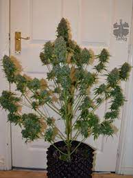 Maybe you would like to learn more about one of these? Autofrisian Dew And Starryder Grow Review Dutch Passion Blogs