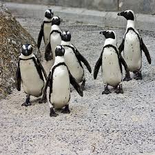 Like all extant penguins, it is flightless, with a streamlined body and wings stiffened and flattened into flippers for a marine habitat. Hand Rearing Abandoned African Penguins Could Help Save Endangered Species Pbs Newshour