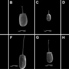 Image result for Pandiaka rubrolutea