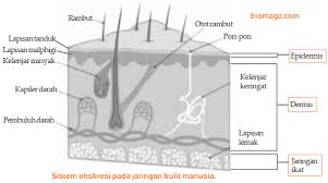Maybe you would like to learn more about one of these? Sistem Ekskresi Kulit Gambar Bagian Bagian Kulit Dan Penjelasannya 6 Fungsi Kulit