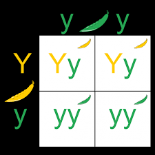Yellow is dominant to green. What Is Your Level Of Genetic And Genomic Competence Ons Voice