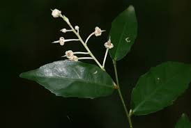 Image result for Rinorea angustifolia