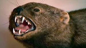 They have a very dense dark brown fur which is lighter around the head and neck areas. Endangered Fisher Cat Sounds Like Someone Being Murdered