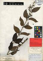 Image result for Tacazzea apiculata