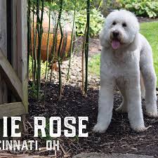 This link is to an external site that may or may not meet. Local Therapy Dog Wins National All American Dog Contest Wkrc