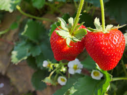 We did not find results for: Espoma When To Plant Strawberries Hint Think Spring Espoma
