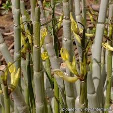 Image result for Ceropegia claviloba