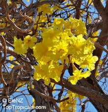 Image result for Handroanthus chrysotrichus