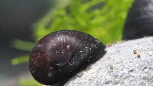 2 my abalone jewelry is made using natural shell. Abalone Schnecke Aquarium Onlineshop Aquascaping Zwerggarnelen Nanofische