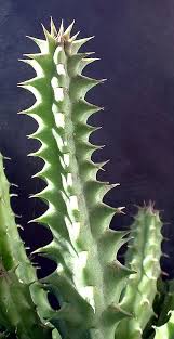 Image result for Huernia longituba