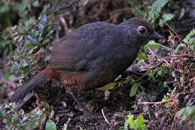 Birds That Start With U In Spanish Black Throated Huet Huet With Images Bird Species