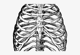 Tips for digital coloring and shading Human Clipart Ribcage Heart In Rib Cage Drawing Transparent Png 640x480 Free Download On Nicepng