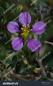 Image result for Fagonia