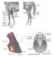 Epingle Sur Hippologie