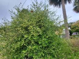 Image result for Priva curtisiae