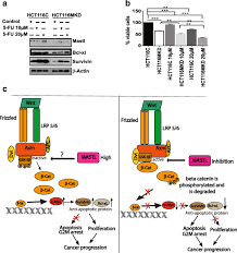 Some skin cancers can be completely removed with surgery, especially if you catch them when they are small. Mastl Induces Colon Cancer Progression And Chemoresistance By Promoting Wnt B Catenin Signaling Molecular Cancer Full Text