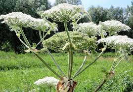 Корни и плоды растения обладают желчегонным и кровоостанавливающим действием. Ozhog Borshevika Kak Lechit I Pervaya Pomosh