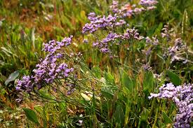Image result for Limonium vulgare