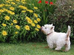 So Gestalten Sie Ihren Garten Hundesicher