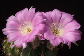 The long blooming period of this succulent makes it a popular addition to the garden. Lobivia Caineana Has A Simple Echinopsis Like Stem And Nice Pink Flowers That Make It Welcome In Many Collections This Sp Cactus Flower Cactus Flowers Cactus