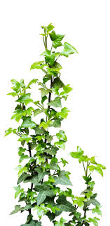 Look at links below to get more options for getting and using clip art. Vines Png Vines Transparent Background Freeiconspng