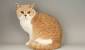 Ginger British Shorthair Kitten