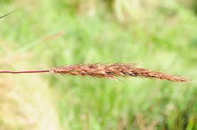 Image result for Sorghastrum incompletum
