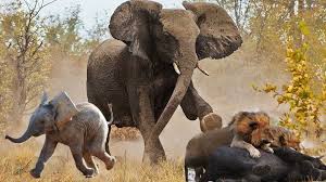 Hero Mother Elephant Save Baby From Lions Hunt Elephant Vs Lion Animals Save Another Animals Video Dailymotion