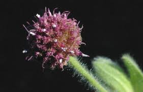 Image result for Sphaeranthus gazaensis