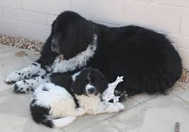 Puppy finder service, dog finder service, champion bloodline puppies for sale. Scottish Newfoundland Club