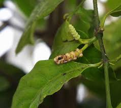 Image result for Gnetum