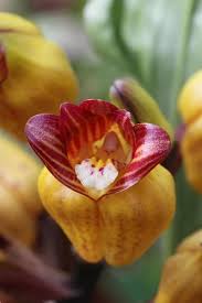 Image result for Antrophyum mannianum