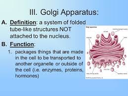 Animal cell golgi apparatus definition. Vocabulary Cell Prokaryote Eukaryote Microscope Theory Function Ppt Video Online Download