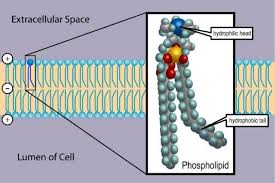 How Phospholipids Help Hold A Cell Together Cell Membrane Plasma Membrane Medical Terminology Study